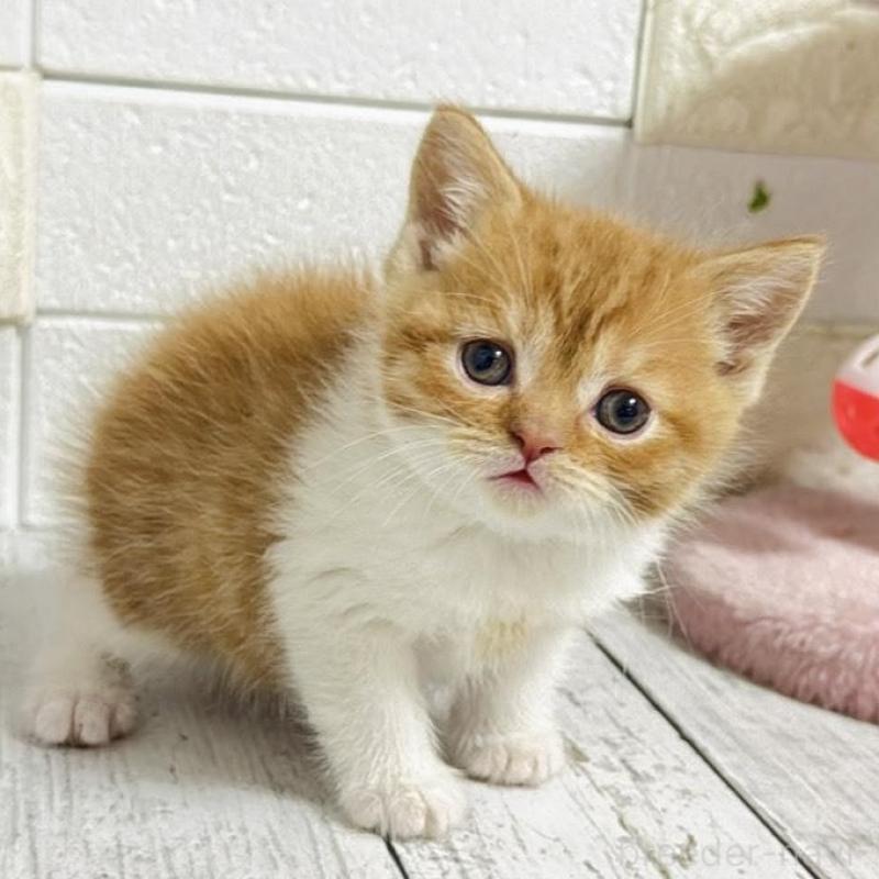 販売中の埼玉県のブリティッシュショートヘア-139344の7枚目