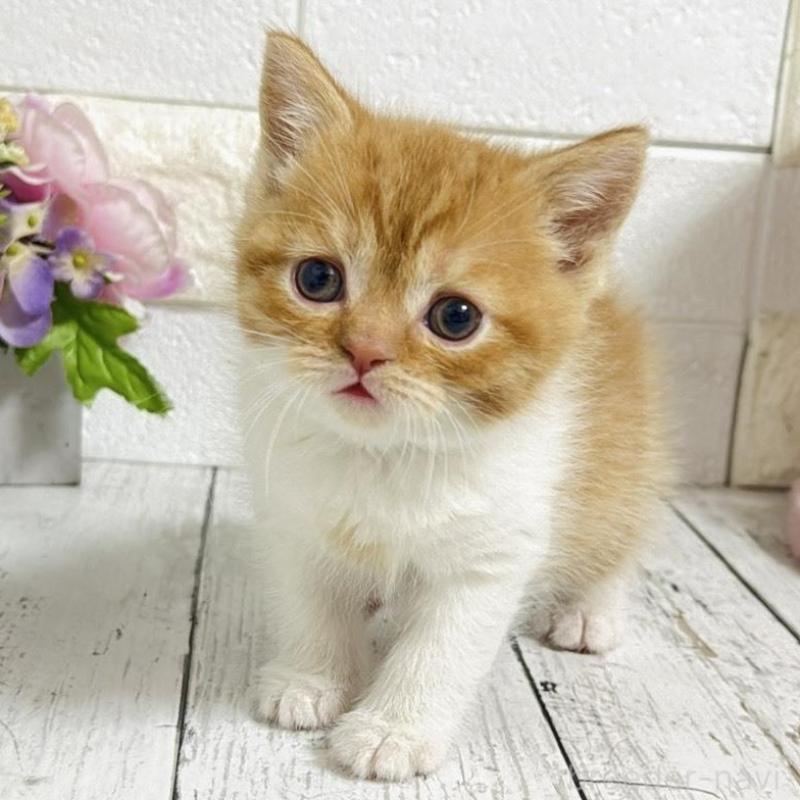 販売中の埼玉県のブリティッシュショートヘア-139344の6枚目