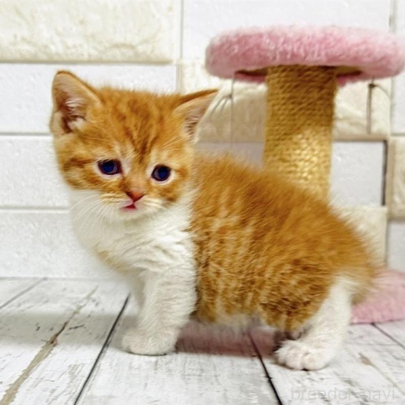 販売中の埼玉県のブリティッシュショートヘア-139344の4枚目