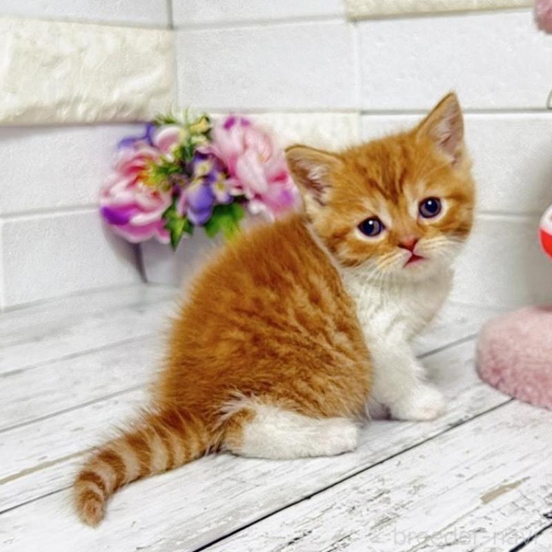 販売中の埼玉県のブリティッシュショートヘア-139344の3枚目