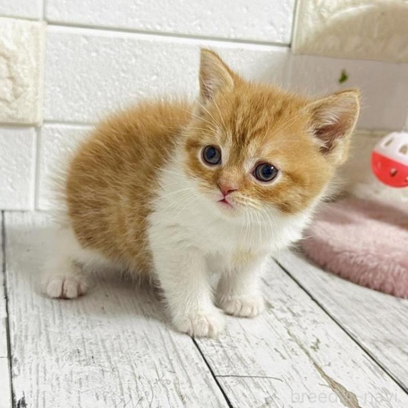 販売中の埼玉県のブリティッシュショートヘア-139344の2枚目