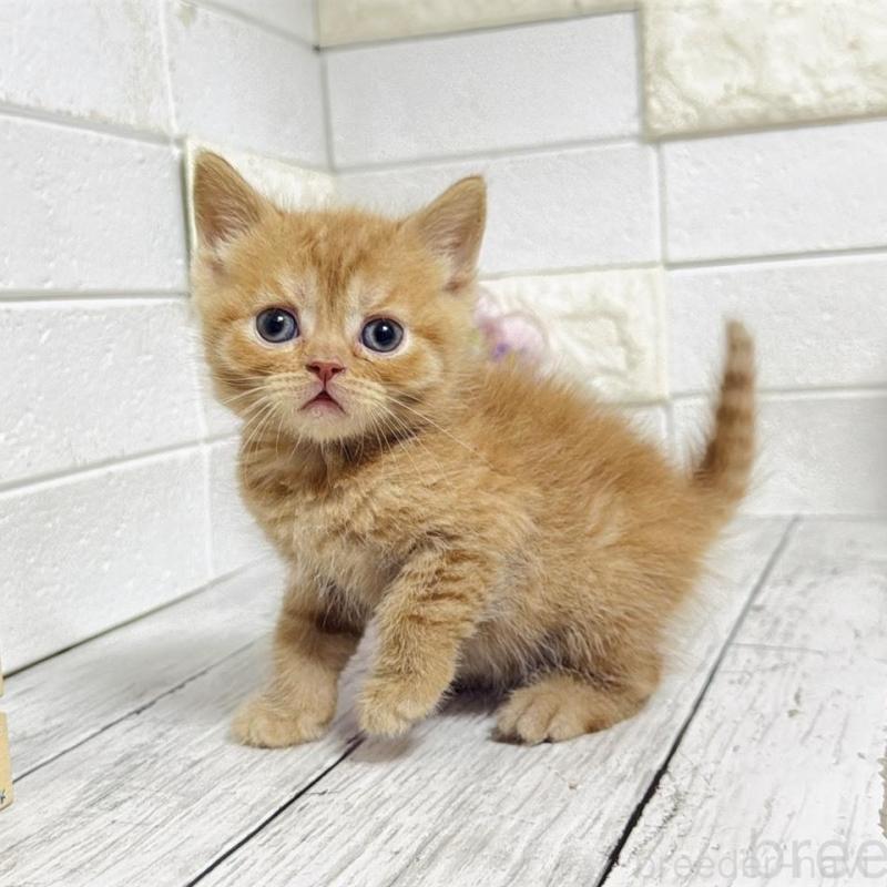 販売中の埼玉県のブリティッシュショートヘア-139345の8枚目