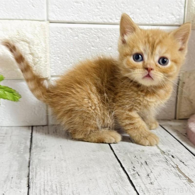 販売中の埼玉県のブリティッシュショートヘア-139345の7枚目