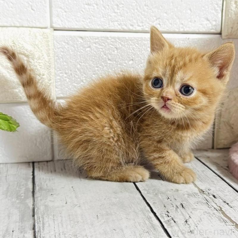 販売中の埼玉県のブリティッシュショートヘア-139345の6枚目