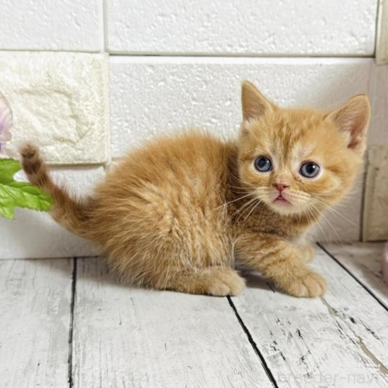 販売中の埼玉県のブリティッシュショートヘア-139345の5枚目