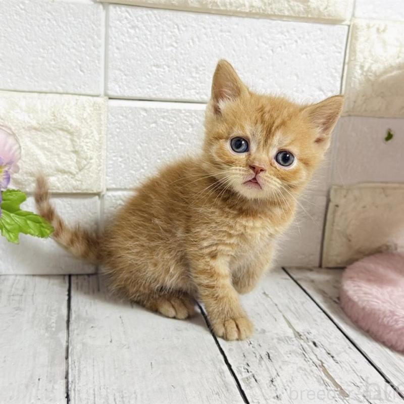 販売中の埼玉県のブリティッシュショートヘア-139345の4枚目