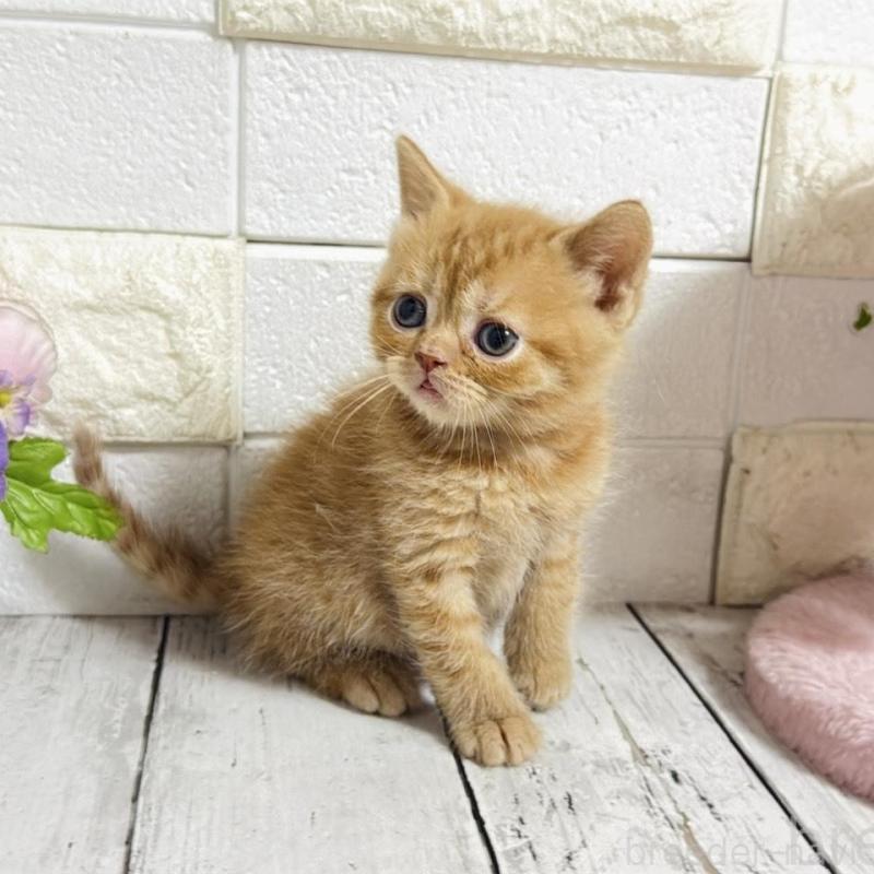 販売中の埼玉県のブリティッシュショートヘア-139345の2枚目