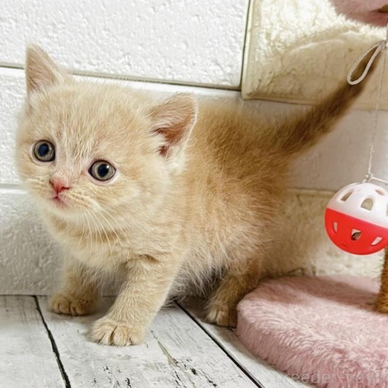 販売中の埼玉県のブリティッシュショートヘア-139350の10枚目