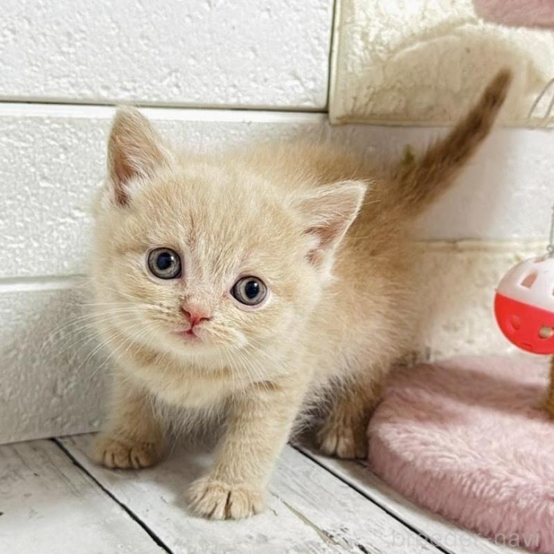 販売中の埼玉県のブリティッシュショートヘア-139350の9枚目