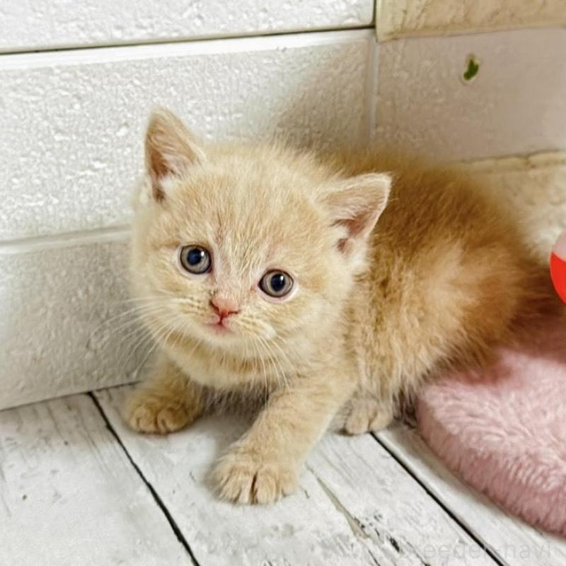 販売中の埼玉県のブリティッシュショートヘア-139350の8枚目