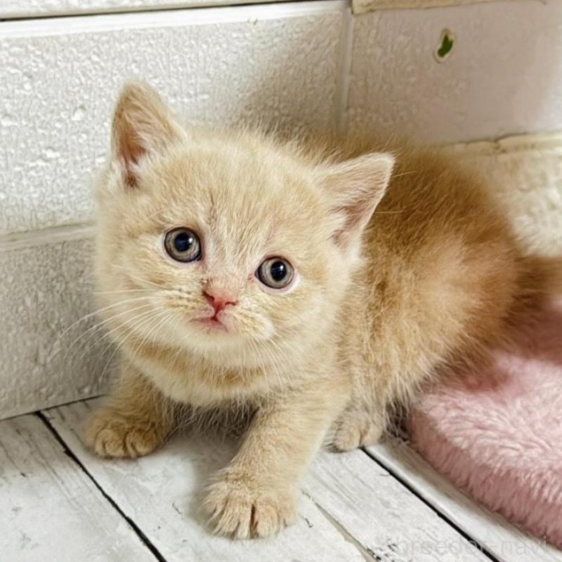 販売中の埼玉県のブリティッシュショートヘア-139350の7枚目