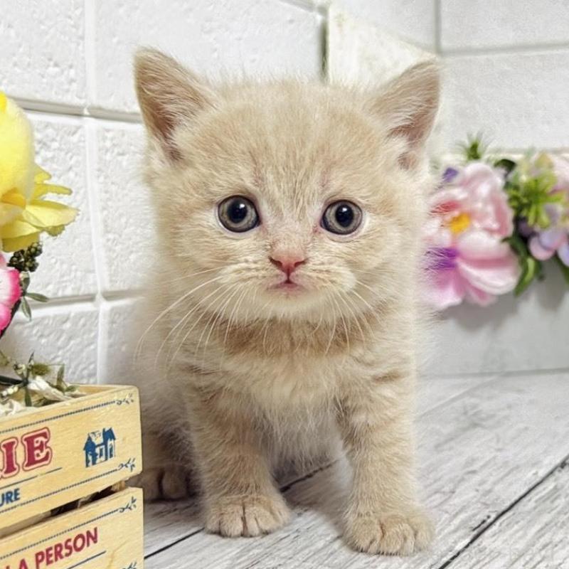 販売中の埼玉県のブリティッシュショートヘア-139350