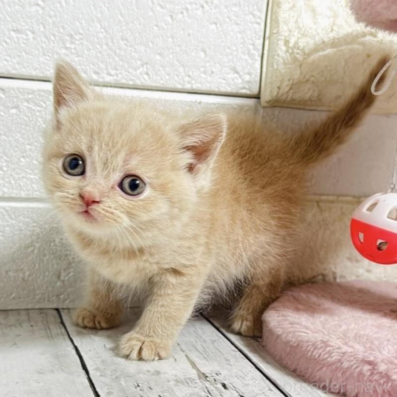 販売中の埼玉県のブリティッシュショートヘア-139350の6枚目