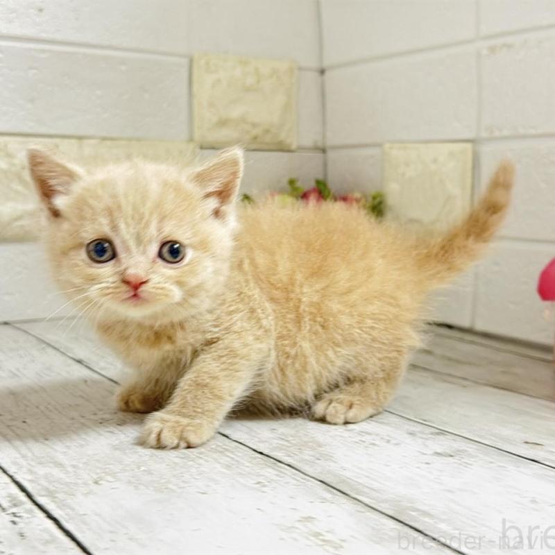 販売中の埼玉県のブリティッシュショートヘア-139350の5枚目