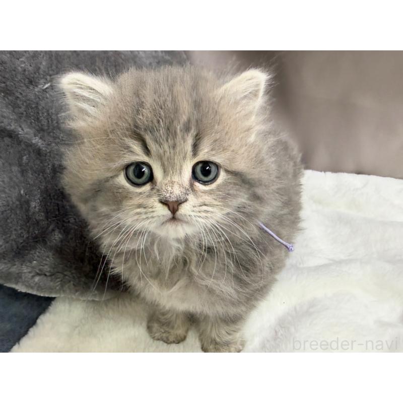 販売中の千葉県のラガマフィン-138177