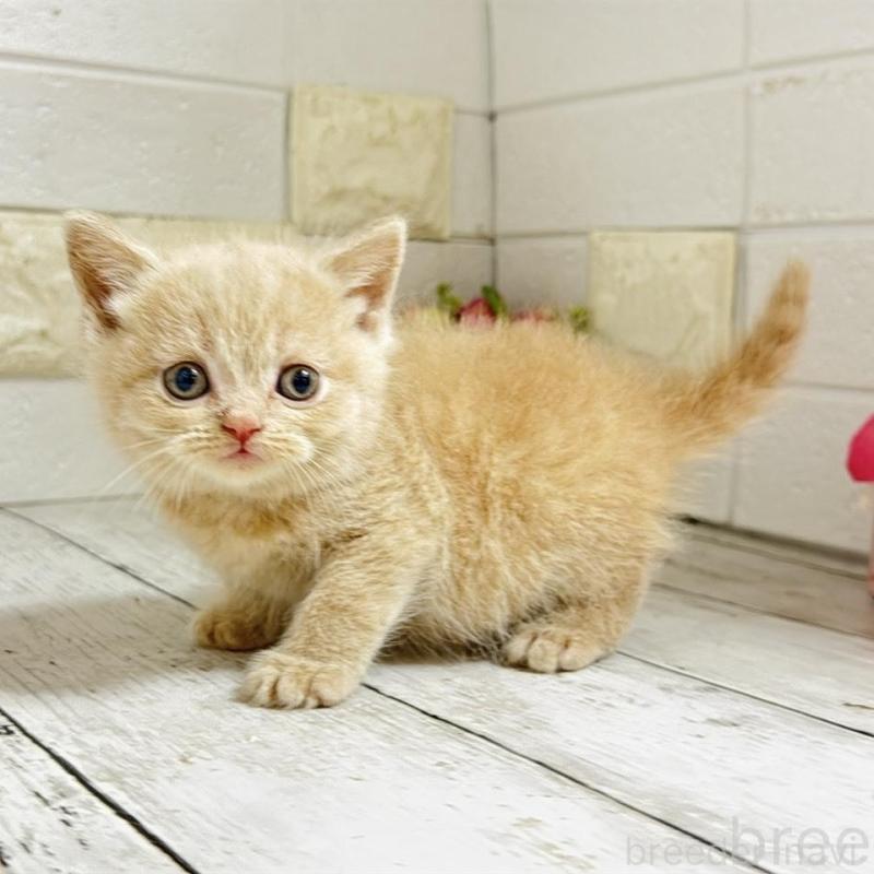 販売中の埼玉県のブリティッシュショートヘア-139350の3枚目