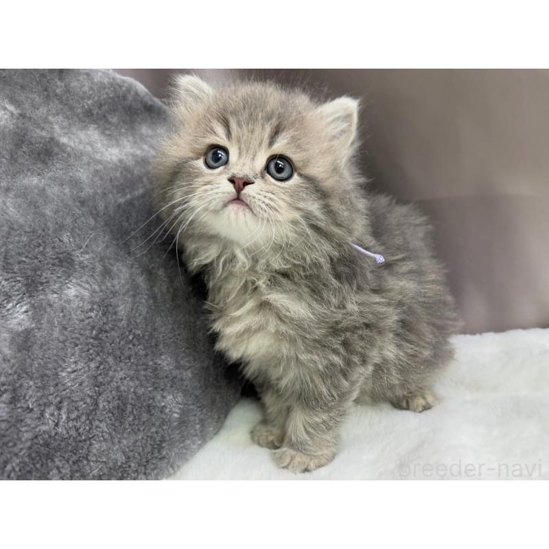 販売中の千葉県のラガマフィン-138177