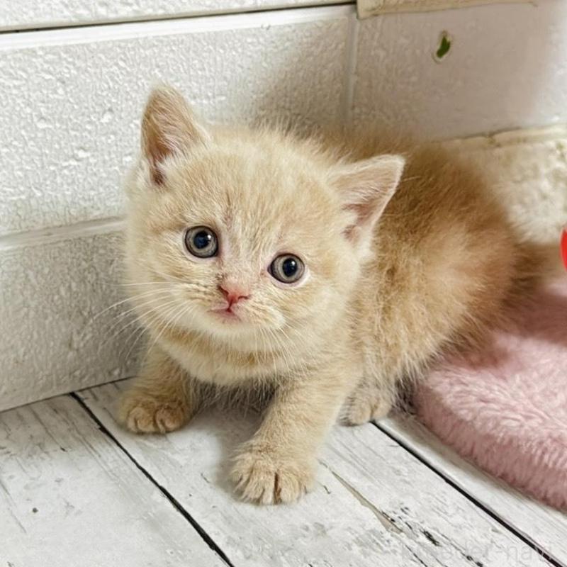 販売中の埼玉県のブリティッシュショートヘア-139350の2枚目