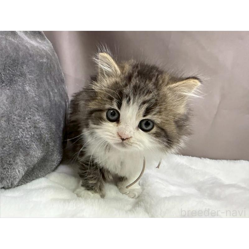 販売中の千葉県のラガマフィン-138178