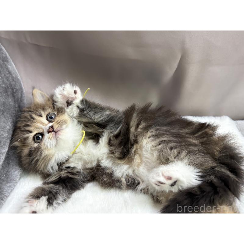 販売中の千葉県のラガマフィン-138184