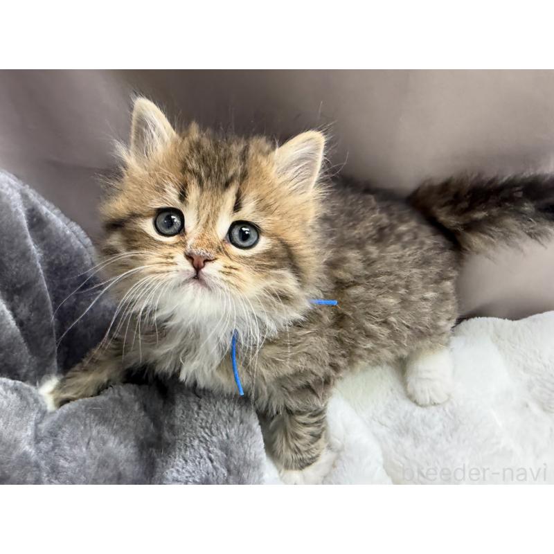 販売中の千葉県のラガマフィン-138182