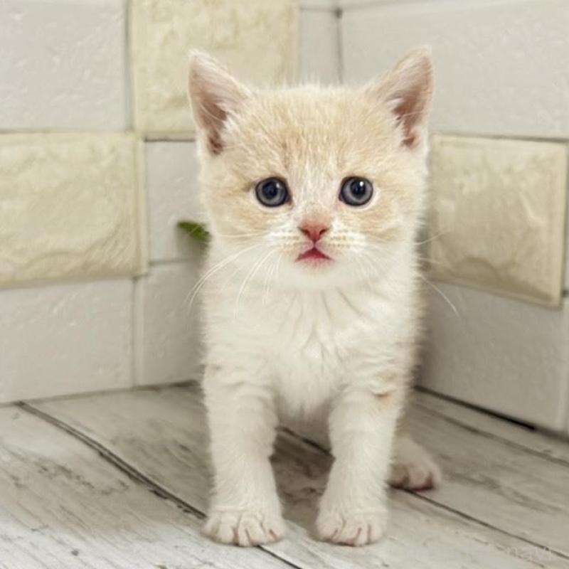 販売中の埼玉県のブリティッシュショートヘア-139354の14枚目