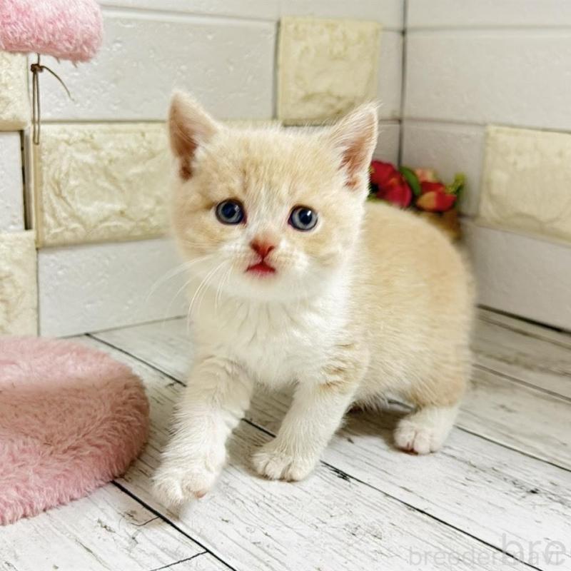 販売中の埼玉県のブリティッシュショートヘア-139354の13枚目