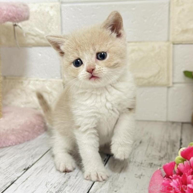 販売中の埼玉県のブリティッシュショートヘア-139354の11枚目