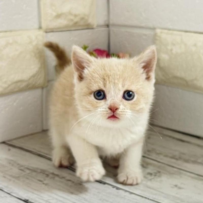 販売中の埼玉県のブリティッシュショートヘア-139354の10枚目