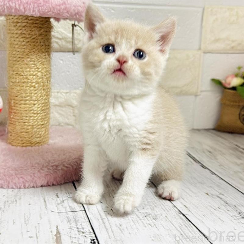 販売中の埼玉県のブリティッシュショートヘア-139354の9枚目