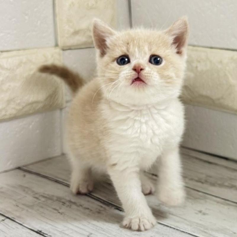 販売中の埼玉県のブリティッシュショートヘア-139354の8枚目