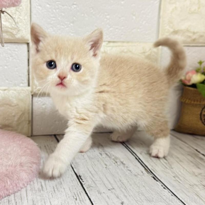 販売中の埼玉県のブリティッシュショートヘア-139354の7枚目