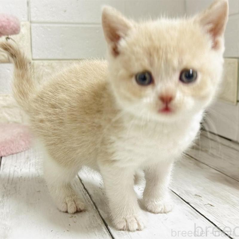 販売中の埼玉県のブリティッシュショートヘア-139354の6枚目