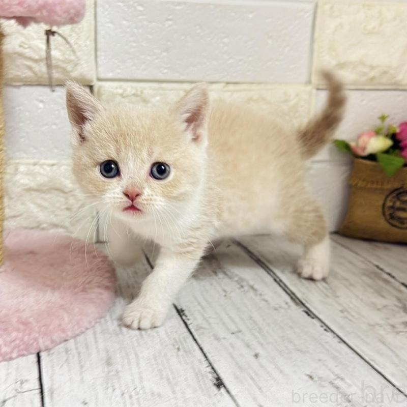 販売中の埼玉県のブリティッシュショートヘア-139354の5枚目