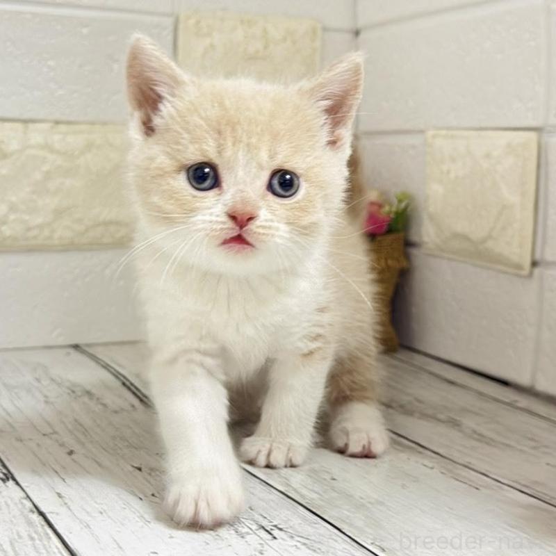 販売中の埼玉県のブリティッシュショートヘア-139354の4枚目