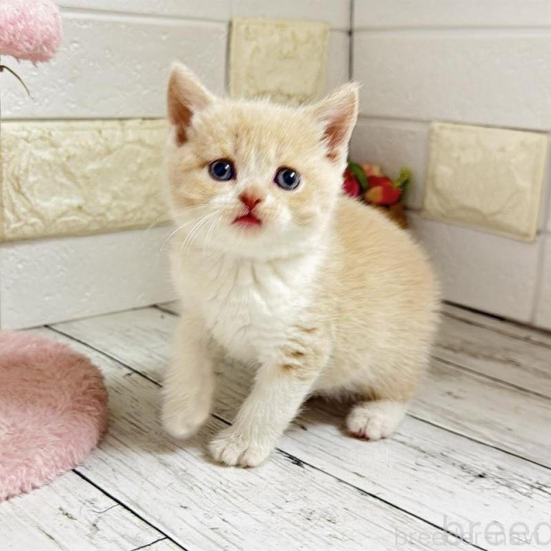 販売中の埼玉県のブリティッシュショートヘア-139354の3枚目