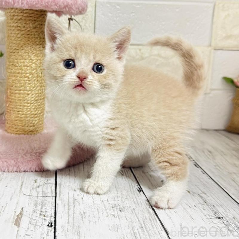 販売中の埼玉県のブリティッシュショートヘア-139354の2枚目