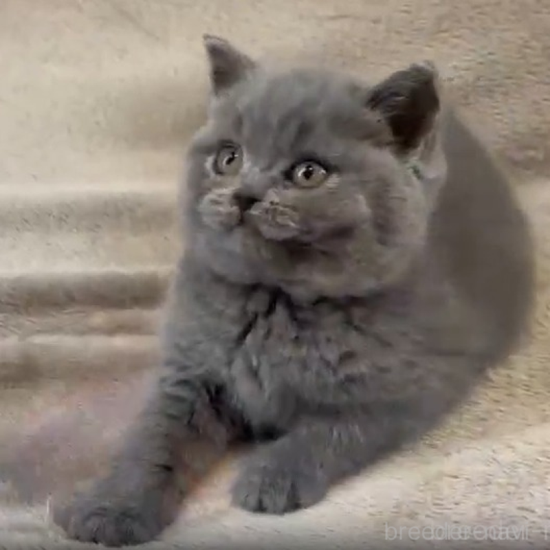 販売中の東京都のブリティッシュショートヘア-139357の2枚目