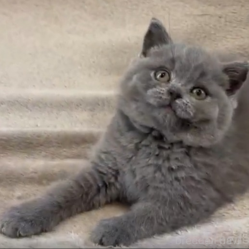 販売中の東京都のブリティッシュショートヘア-139357の1枚目