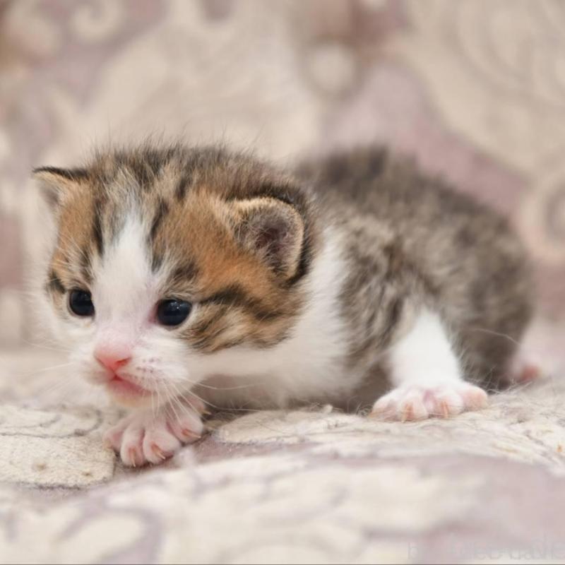 販売中の宮城県のマンチカン-139356の3枚目