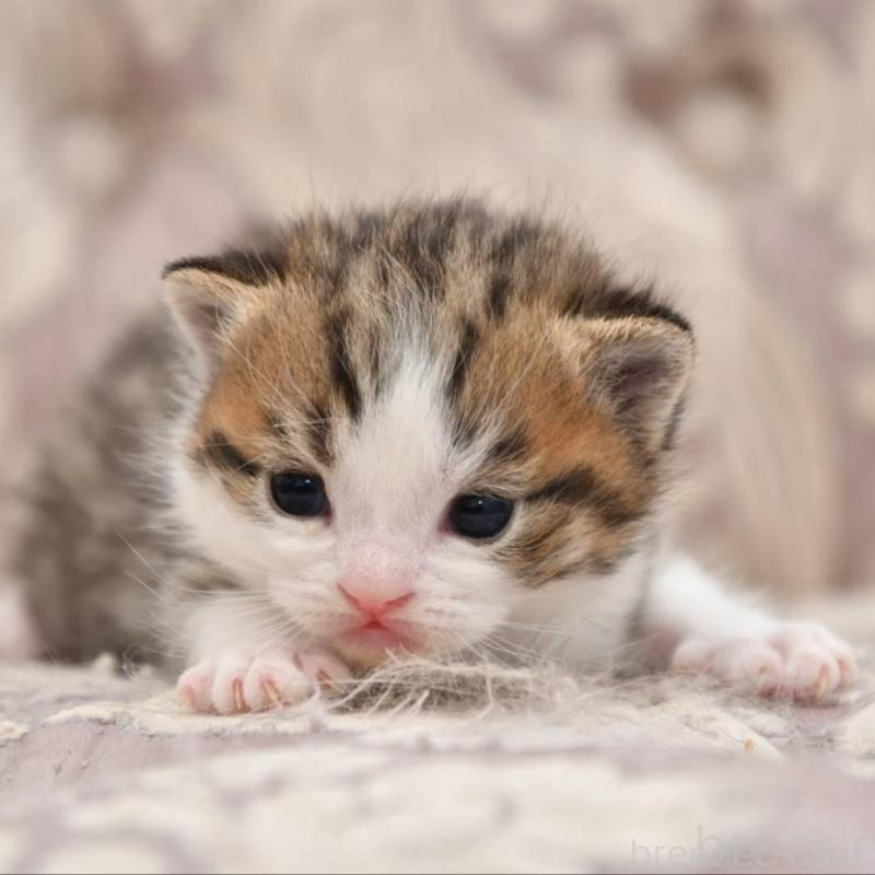 販売中の宮城県のマンチカン-139356