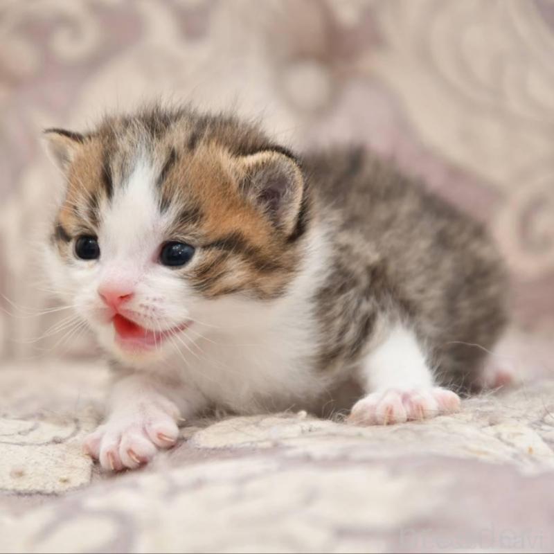 販売中の宮城県のマンチカン-139356の2枚目