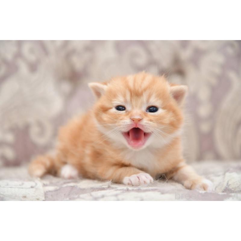 販売中の宮城県のマンチカン-139358の4枚目