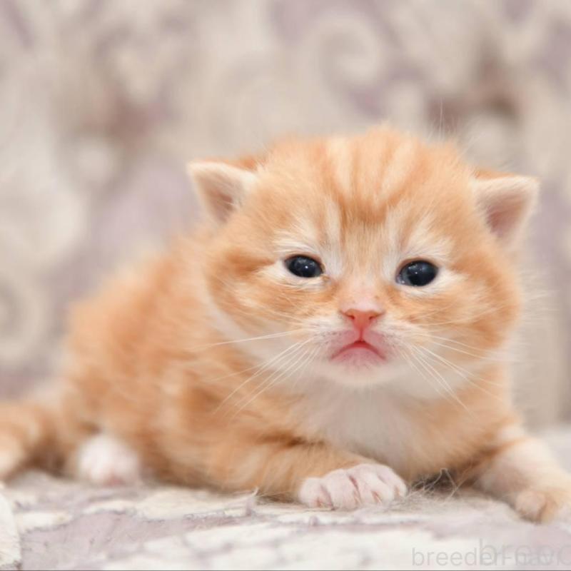 販売中の宮城県のマンチカン-139358