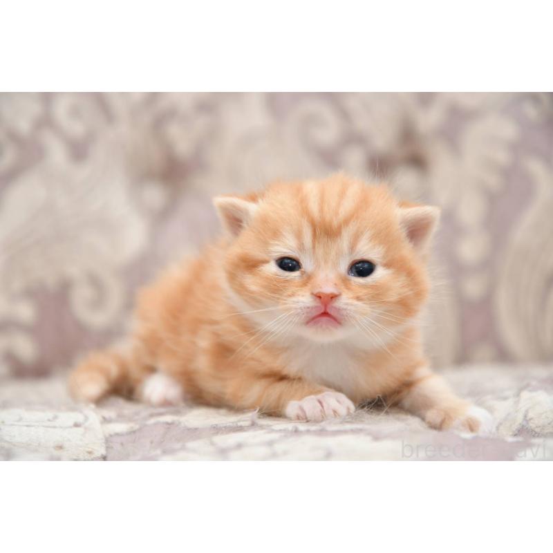 販売中の宮城県のマンチカン-139358の3枚目