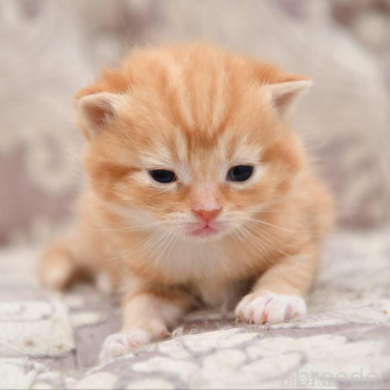 販売中の宮城県のマンチカン-139358の2枚目