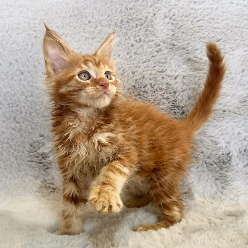 商談中の愛知県のメインクーン-139359の9枚目