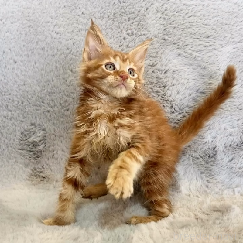 商談中の愛知県のメインクーン-139359の8枚目