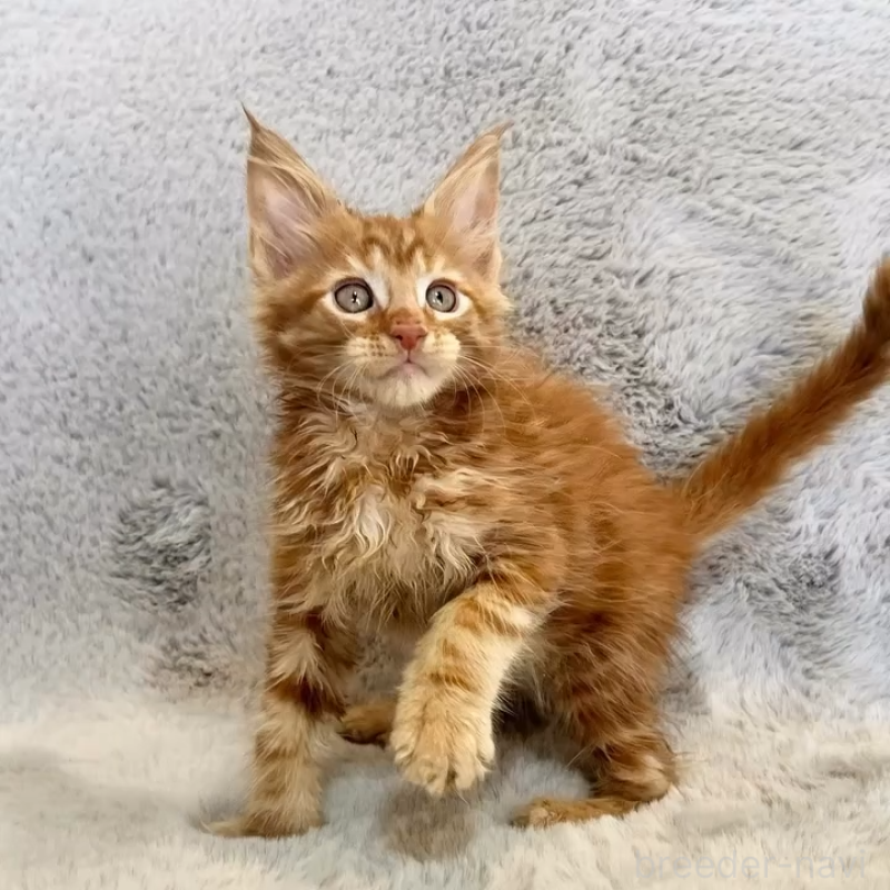 商談中の愛知県のメインクーン-139359の7枚目