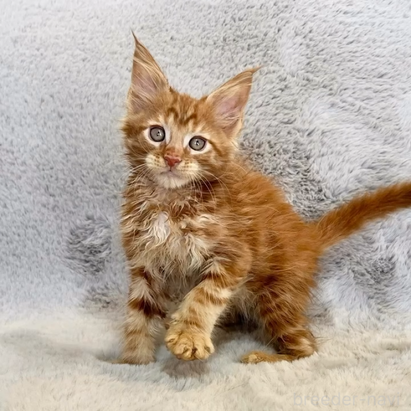 商談中の愛知県のメインクーン-139359の6枚目